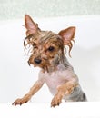 Portrait of wet dog Yorkshire Terrier in the bathroom in the beauty salon for dogs Royalty Free Stock Photo