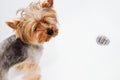 Portrait of wet dog Yorkshire Terrier in the bathroom in the beauty salon for dogs Royalty Free Stock Photo