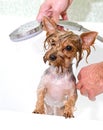 Portrait of wet dog Yorkshire Terrier in the bathroom in the beauty salon for dogs Royalty Free Stock Photo