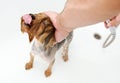 Portrait of wet dog Yorkshire Terrier in the bathroom in the beauty salon for dogs Royalty Free Stock Photo