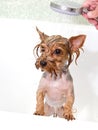 Portrait of wet dog Yorkshire Terrier in the bathroom in the beauty salon for dogs Royalty Free Stock Photo