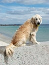 Portrait of wet golden retriever dog with yellow tennis ball Royalty Free Stock Photo