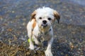 Cute Little Shih Tzu Dog playing on the beach. Royalty Free Stock Photo