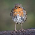 Portrait of a wet Robin