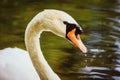 Portrait of a wet white mute swan Royalty Free Stock Photo