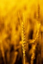 Portrait of wheat fields for baisakhi festival in punjabi culture Royalty Free Stock Photo