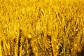 Portrait of wheat fields for baisakhi festival in punjabi culture Royalty Free Stock Photo