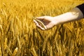 Portrait of wheat fields holding in hand for baisakhi festival in punjabi culture Royalty Free Stock Photo