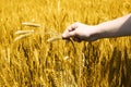 Portrait of wheat fields holding on hand for baisakhi festival in punjabi culture Royalty Free Stock Photo