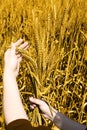 Portrait of wheat fields holding in hand for punjabi culture in baisakhi festival Royalty Free Stock Photo