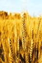 Portrait of wheat fields for punjabi culture in baisakhi festival Royalty Free Stock Photo