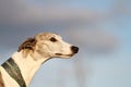 Portrait of a whippet in evening sunlight.