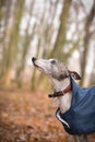Portrait of whippets head like autumn photoshooting