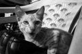 Portrait of whisker kitten in black & white