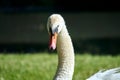 Portrait of a white, adult swan