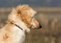 Portrait of white Afghan hound.The Afghan Hound is a hound that is distinguished by its thick, fine, silky coat.The breed was sele