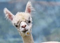 Portrait of white alpaca Royalty Free Stock Photo