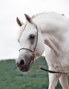 Portrait of white amazing arabian stallion