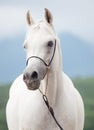 Portrait of white amazing arabian stallion