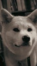 Portrait of a white American Akita standing in front of a library. Royalty Free Stock Photo