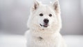 Portrait of a white American Eskimo Dog