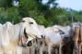 Portrait of white asian cow on cow herd background Royalty Free Stock Photo