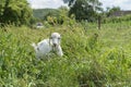 Portrait of white baby goat grazing in green grass on sunny day, countryside landscape in Ukraine Royalty Free Stock Photo