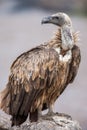 Portrait of a white-backed african vulture perched on unturned