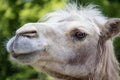 Portrait of white Bactrian camel with blured background