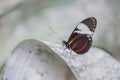 Portrait of White-barred Longwing Heliconius cydno butterfly on the leaf. Royalty Free Stock Photo