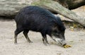 Portrait of a white-bearded peccary. Animal looking for food close-up. Tayassu pecari. Royalty Free Stock Photo