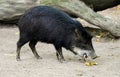 Portrait of a white-bearded peccary. Animal looking for food close-up. Tayassu pecari. Royalty Free Stock Photo