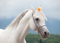 portrait of white beautiful arabian stallion with orange lily flower posing against cloudy mountain. close up Royalty Free Stock Photo