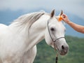 portrait of white beautiful arabian stallion with orange lily flower posing against cloudy mountain. close up Royalty Free Stock Photo