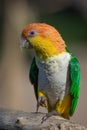portrait of a white bellied caique Royalty Free Stock Photo
