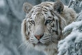 Portrait of a white Bengal tiger in a snowy forest. Royalty Free Stock Photo