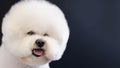 Portrait of a white bichon frise dog on a black background Royalty Free Stock Photo