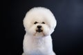 Portrait of a white bichon frise dog on a black background Royalty Free Stock Photo