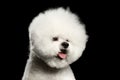 Portrait of white bichon frise dog