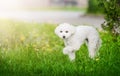 Portrait of White Big Royal Poodle Dog in nature background. Royalty Free Stock Photo