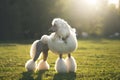 Portrait of White Big Royal Poodle Dog Royalty Free Stock Photo