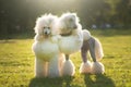 Portrait of White Big Royal Poodle Dog Royalty Free Stock Photo