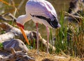 Portrait of a white bird. Yellow-billed stork Mycteria ibis Royalty Free Stock Photo