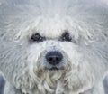 Portrait of white Bishon frise dog Royalty Free Stock Photo