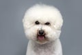 Portrait of white Bishon frise dog Royalty Free Stock Photo