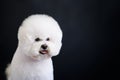 Portrait of white Bishop frise dog on a dark background Royalty Free Stock Photo