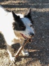 Portrait of white and black dog holding a stick in mouth close-up. Cute muzzle Royalty Free Stock Photo