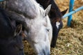 Portrait white and black horse eating silage Royalty Free Stock Photo