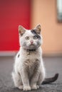 Portrait of a white and black kitten with a bell exploring its surroundings. Cute pet with a youthful, imprudent expression.