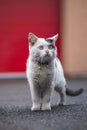 Portrait of a white and black kitten with a bell exploring its surroundings. Cute pet with a youthful, imprudent expression.